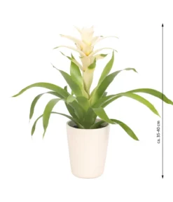 Guzmanie - Guzmania 'Deseo White', in Keramik