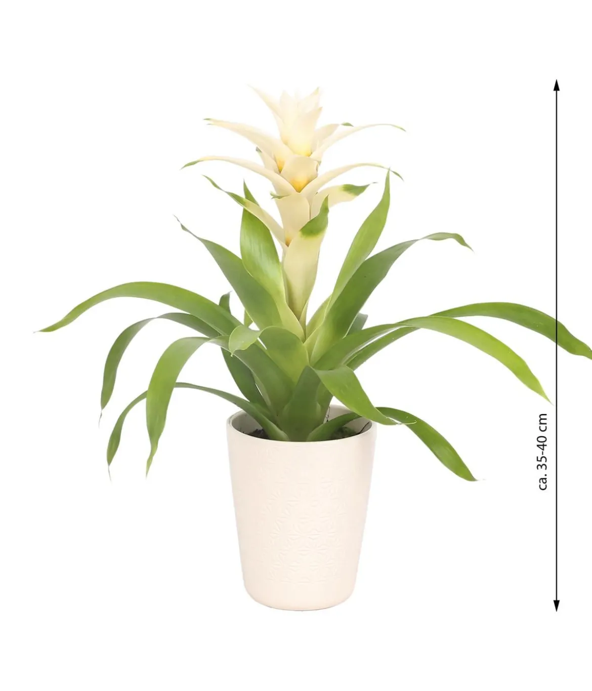 Guzmanie - Guzmania 'Deseo White', in Keramik