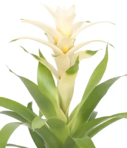 Guzmanie - Guzmania 'Deseo White', in Keramik