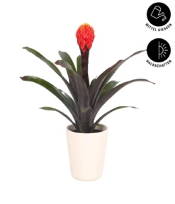 Guzmanie - Guzmania 'Tala', in Keramik