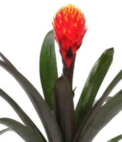 Guzmanie - Guzmania 'Tala', in Keramik