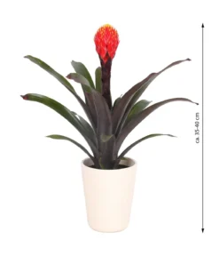 Guzmanie - Guzmania 'Tala', in Keramik