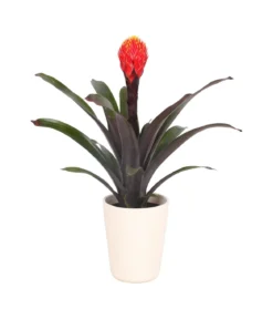 Guzmanie - Guzmania 'Tala', in Keramik