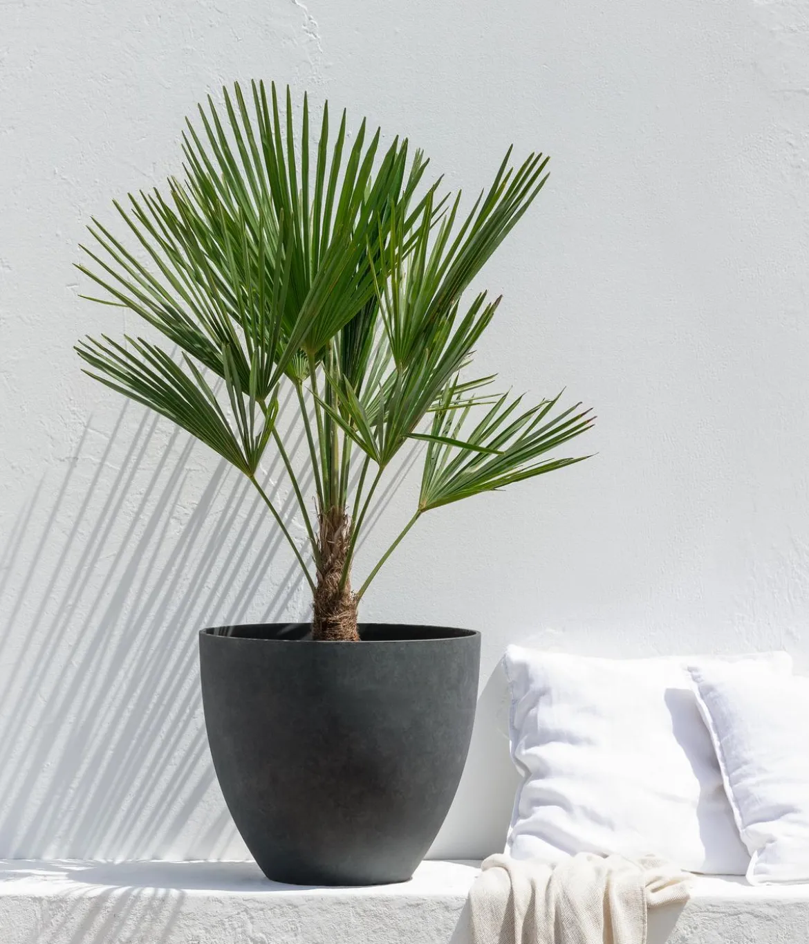 Hanfpalme