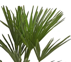 Hanfpalme
