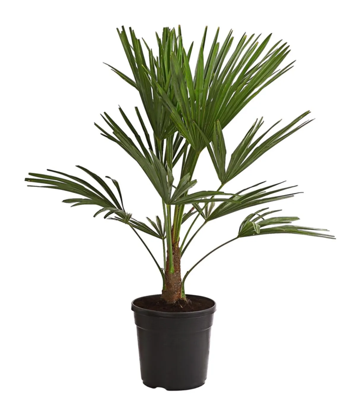 Hanfpalme