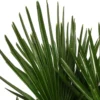 Hanfpalme, Multistamm