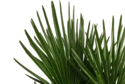 Hanfpalme, Multistamm