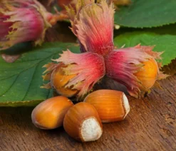 Haselnuss 'Rote Zellernuss'
