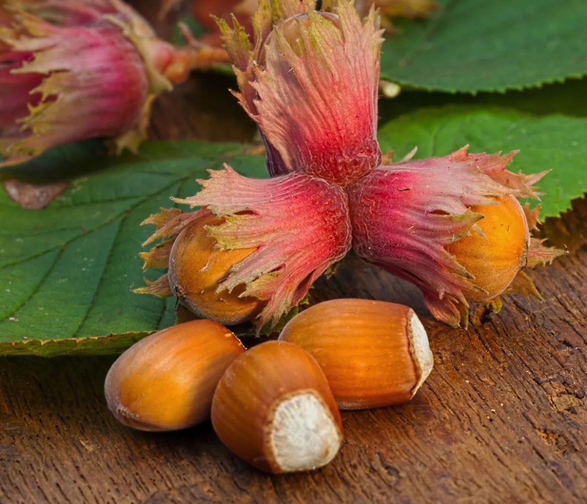 Haselnuss 'Rote Zellernuss'