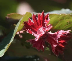 Haselnuss 'Rote Zellernuss'