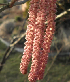 Haselnuss 'Rote Zellernuss'