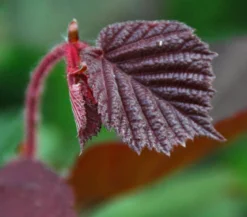 Haselnuss 'Rote Zellernuss'