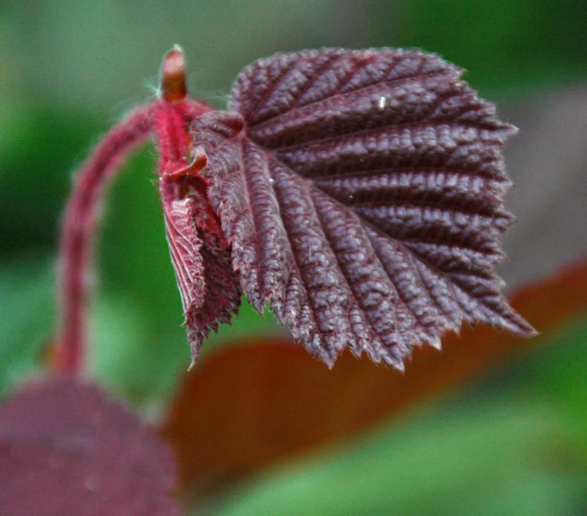 Haselnuss 'Rote Zellernuss'