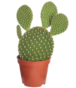 Hasenohr-Kaktus - Opuntia microdasys, verschiedene Sorten