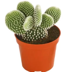 Hasenohr-Kaktus - Opuntia microdasys, verschiedene Sorten