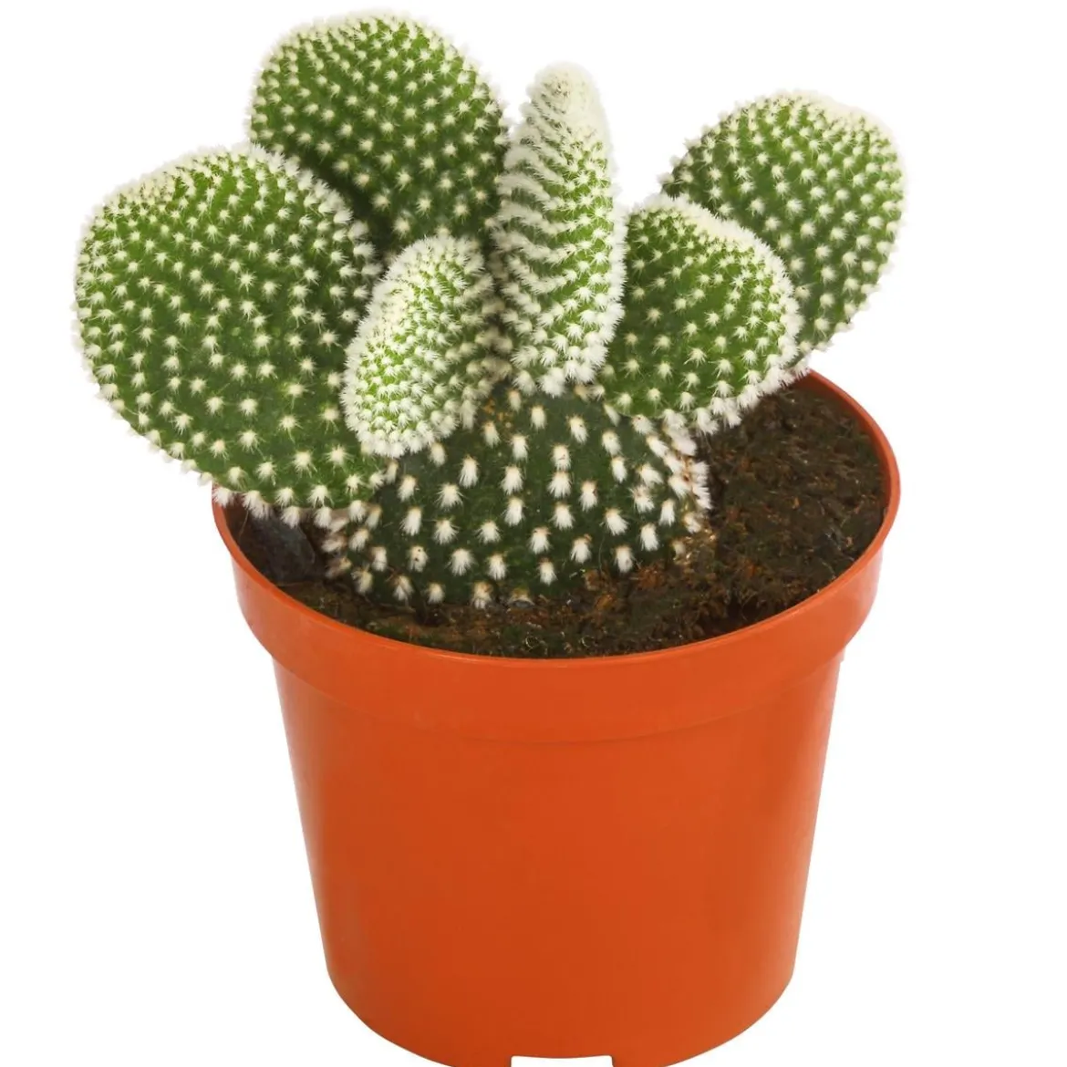 Hasenohr-Kaktus - Opuntia microdasys, verschiedene Sorten