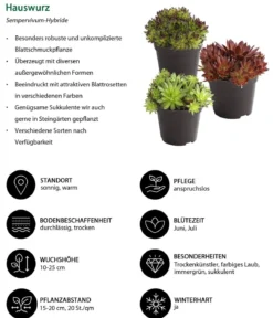 Hauswurz, verschiedene Sorten