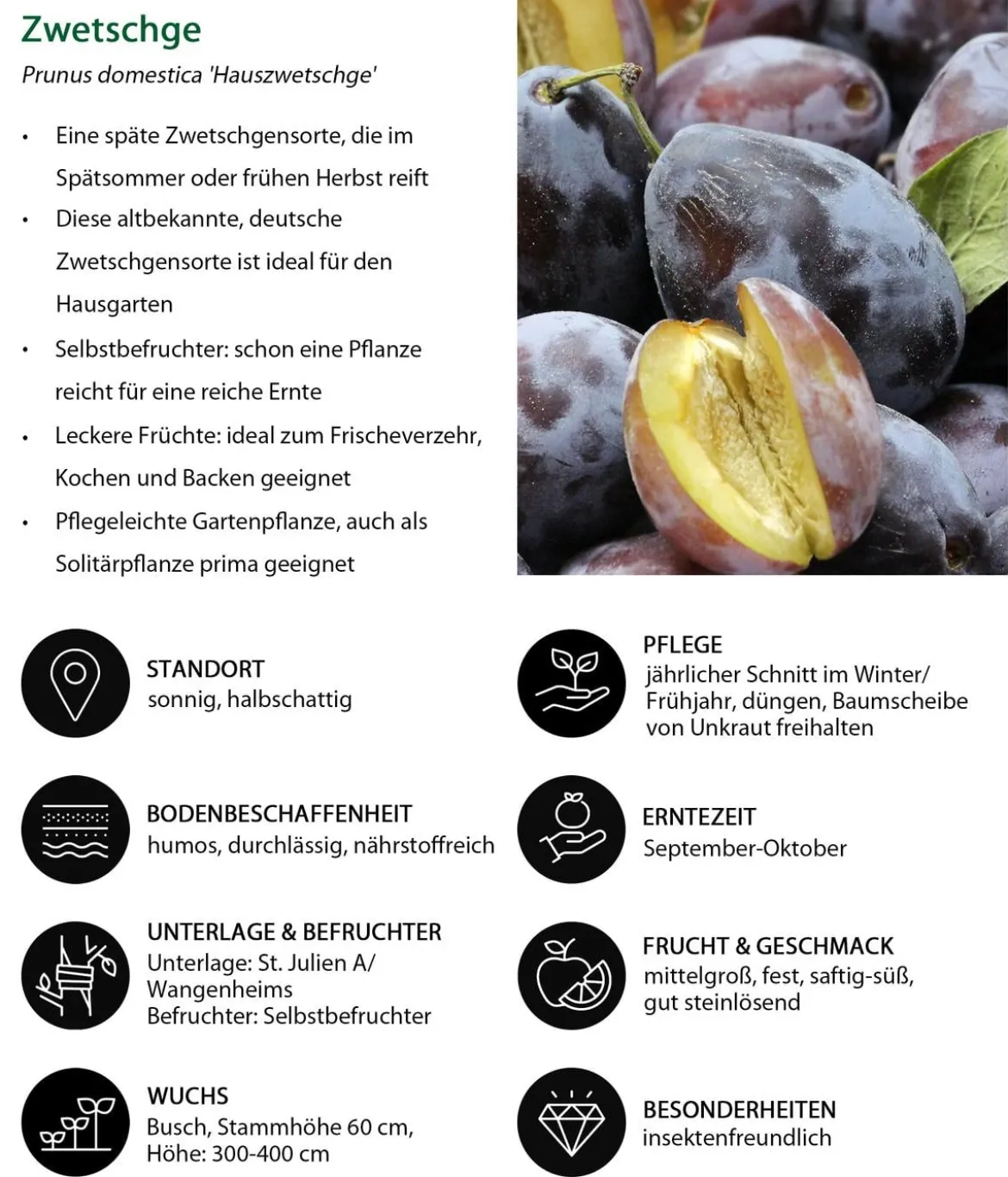 Hauszwetschge