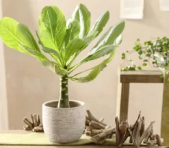 Hawaiipalme - Brighamia insignis
