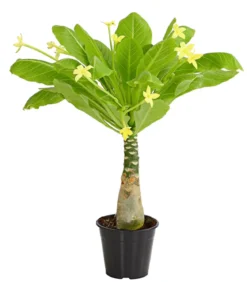 Hawaiipalme - Brighamia insignis