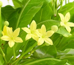 Hawaiipalme - Brighamia insignis