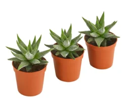 Haworthia - Haworthie fasciata, 3er-Set