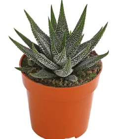 Haworthie - Haworthia concolor