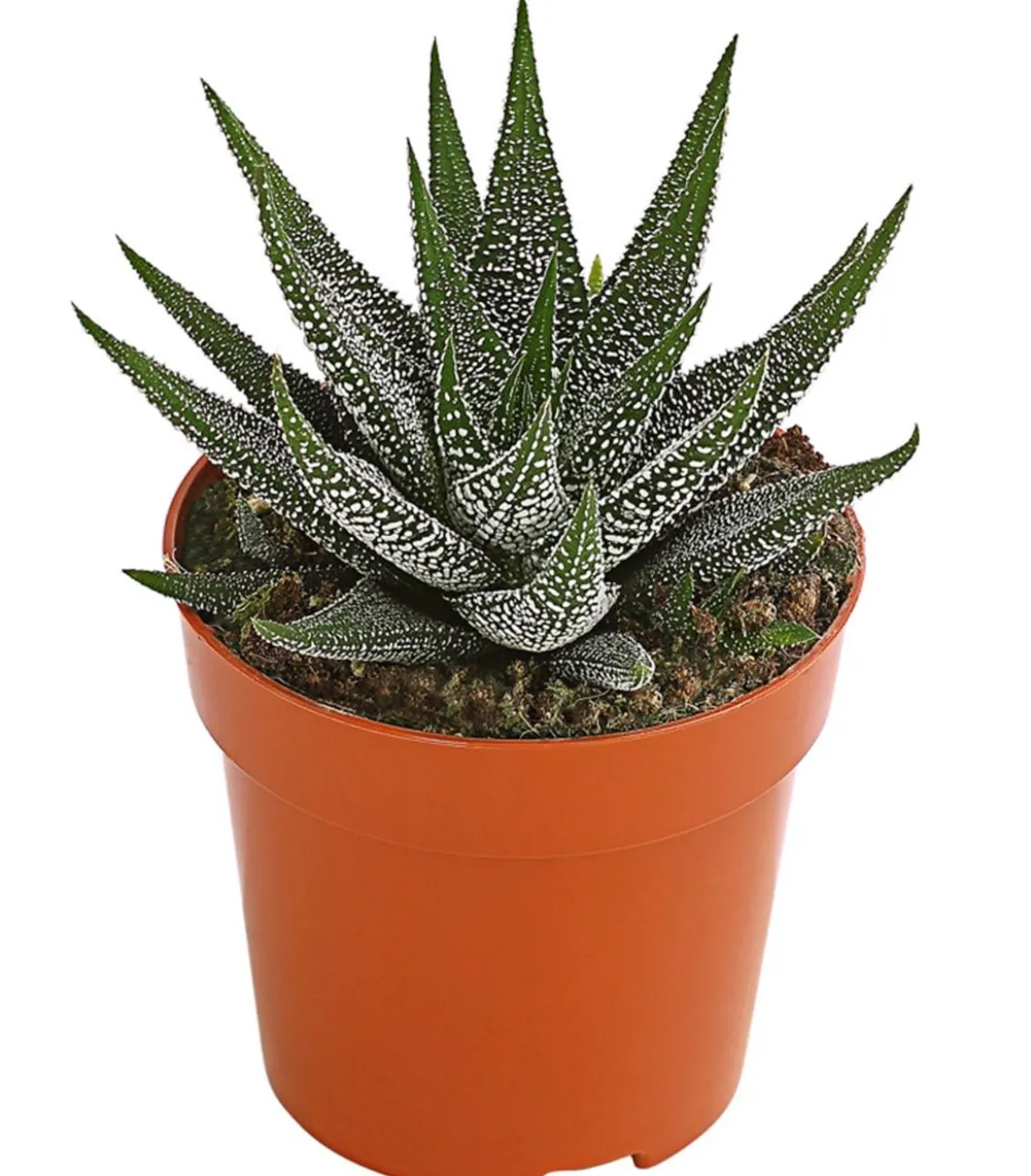 Haworthie - Haworthia concolor