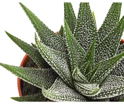 Haworthie - Haworthia concolor