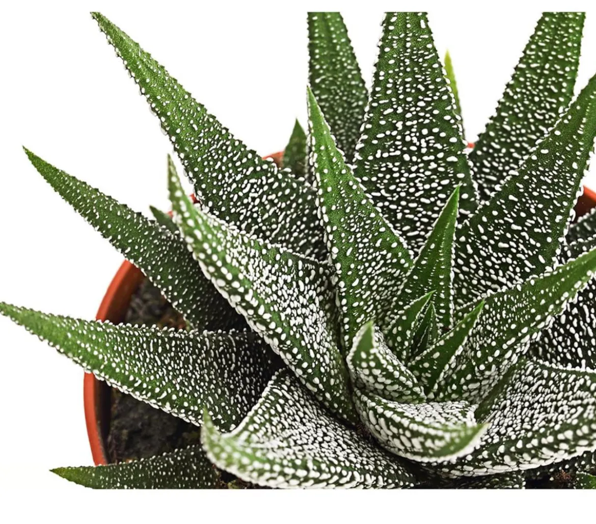 Haworthie - Haworthia concolor