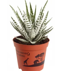 Haworthie - Haworthia fasciata 'Alba'