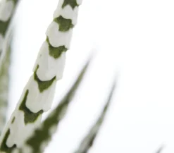 Haworthie - Haworthia fasciata 'Alba'