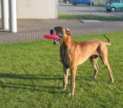 Healthy Hundespielzeug Fly, ca. Ø22 cm