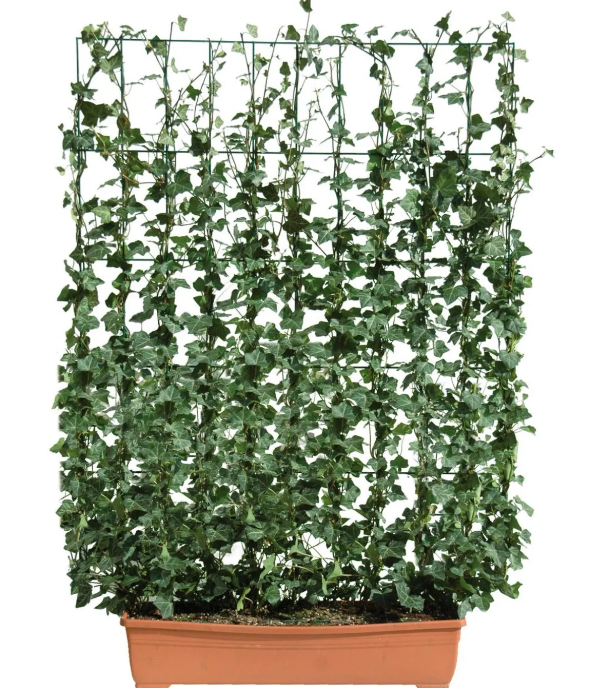 Hecke am laufenden Meter® Balkonhecke - Efeu, ca. 130 cm