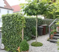 Hecke am laufenden Meter® Balkonhecke - Efeu, ca. 130 cm