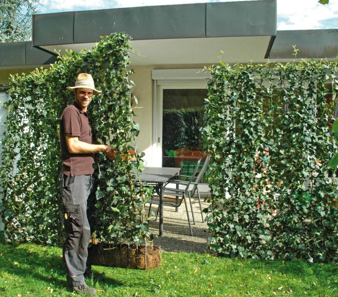 Hecke am laufenden Meter® Balkonhecke - Efeu, ca. 130 cm