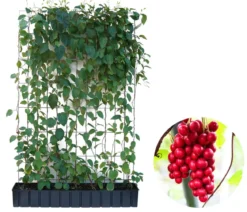 Hecke am laufenden Meter® Chinesisches Spaltkörbchen, ca. 160-180 cm