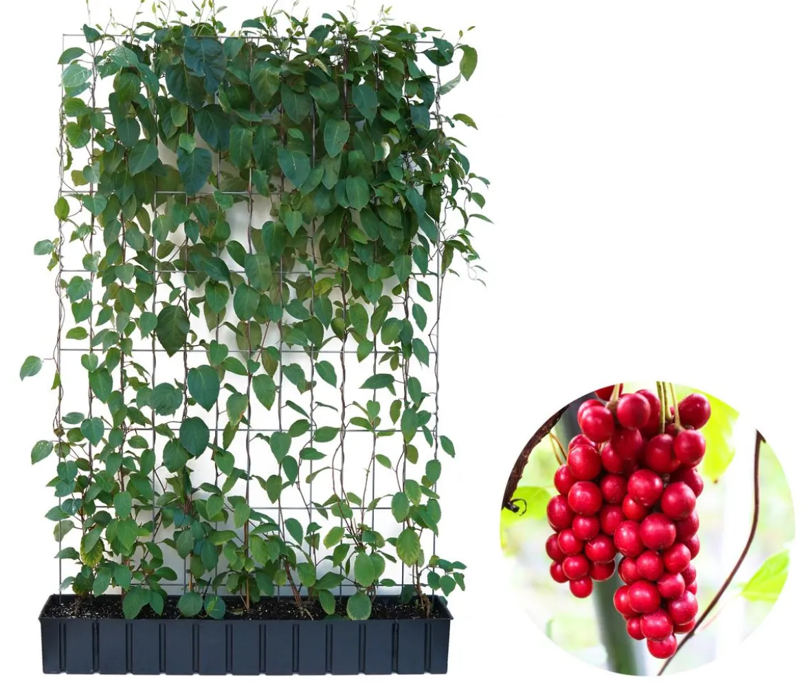 Hecke am laufenden Meter® Chinesisches Spaltkörbchen, ca. 160-180 cm