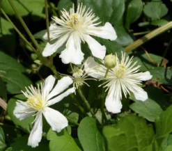 Hecke am laufenden Meter® Color - Efeu mit Clematis, ca. 180 cm