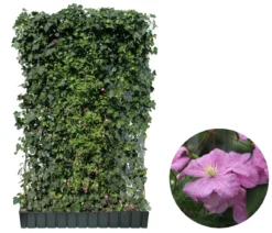 Hecke am laufenden Meter® Color - Efeu mit Clematis, ca. 180 cm