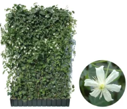 Hecke am laufenden Meter® Color - Efeu mit Clematis, ca. 180 cm