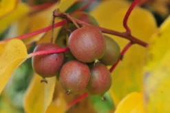 Hecke am laufenden Meter® Genuss - Traubenkiwi, ca. 180 cm