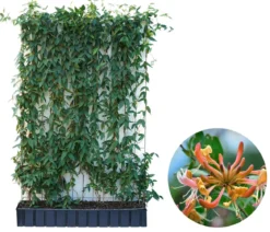 Hecke am laufenden Meter® Immergrünes Geißblatt, ca. 160-180 cm