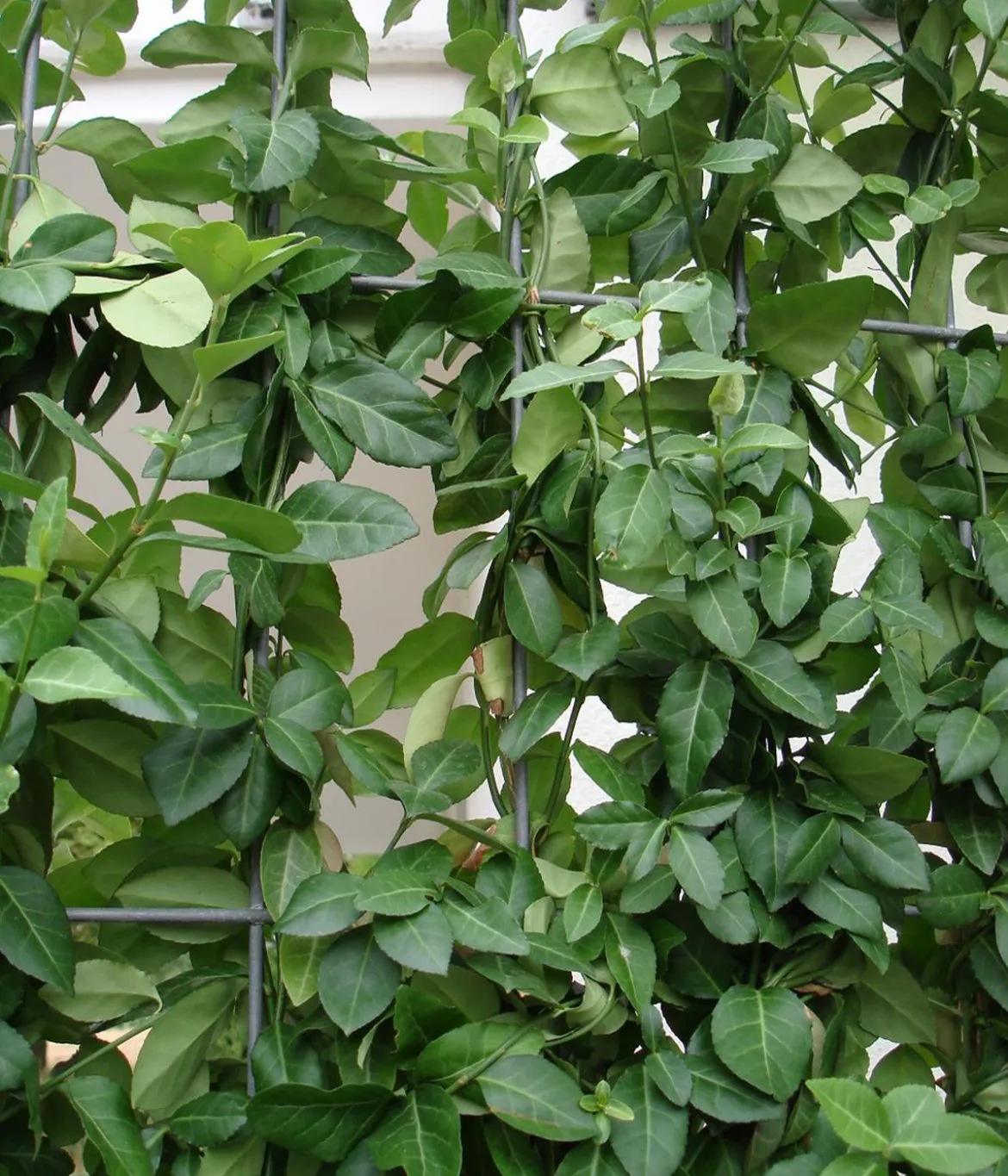 Hecke am laufenden Meter® Kletternder Spindelstrauch 'Coloratus', ca. 100 cm