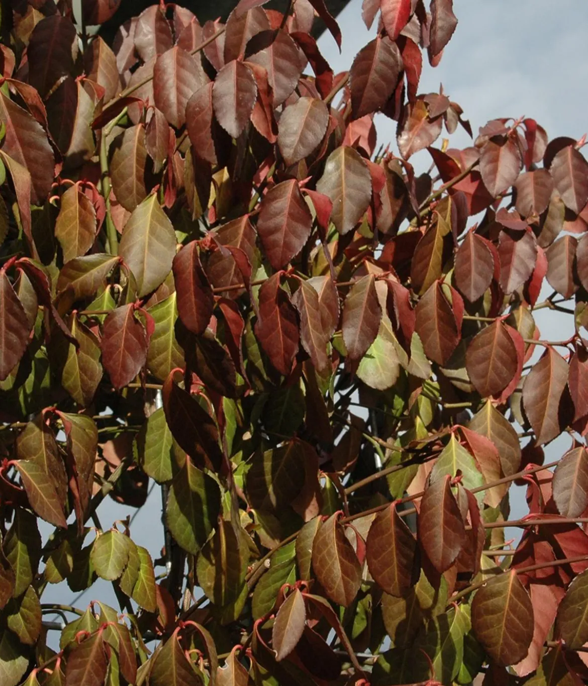 Hecke am laufenden Meter® Kletternder Spindelstrauch 'Coloratus', ca. 100 cm