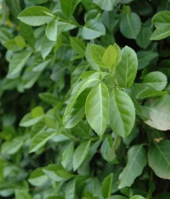Hecke am laufenden Meter® Kletternder Spindelstrauch 'Coloratus', ca. 100 cm