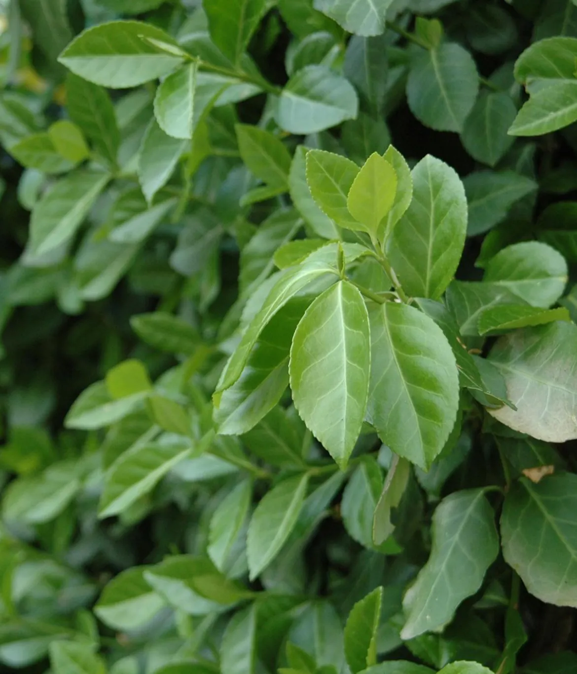 Hecke am laufenden Meter® Kletternder Spindelstrauch 'Coloratus', ca. 100 cm