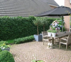 Hecke am laufenden Meter® 'Woerneri' - Efeu, ca. 100 cm