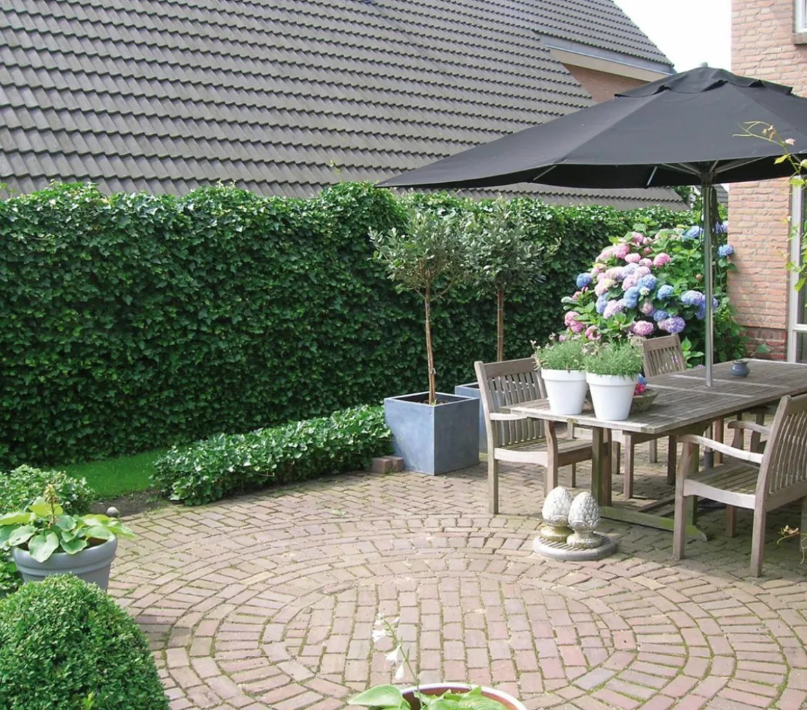 Hecke am laufenden Meter® 'Woerneri' - Efeu, ca. 100 cm
